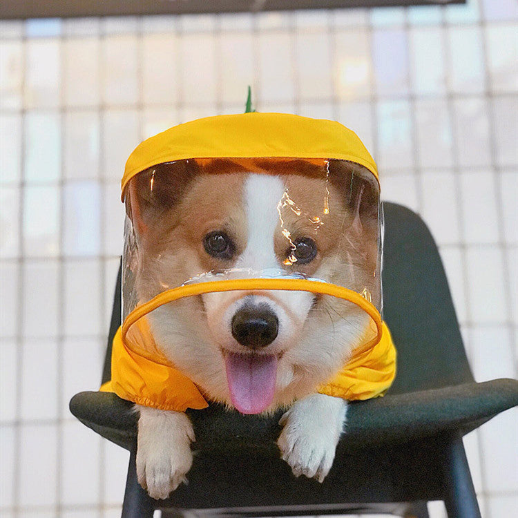 Adorable imperméable dinosaure pour animaux - pour les amoureux des animaux