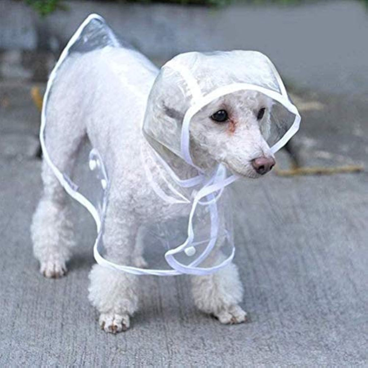 Imperméable transparent pour chiens de petite et moyenne taille, vêtement de pluie pour animaux avec capuche, matériaux légers et respirants, idéal pour les promenades en extérieur