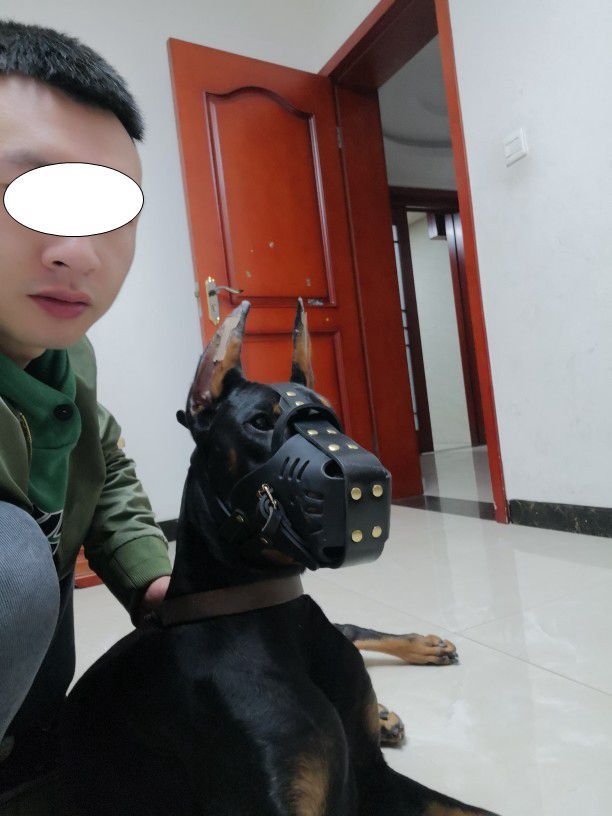 Muselière en cuir de vache pour chiens de taille moyenne à grande et chevaux