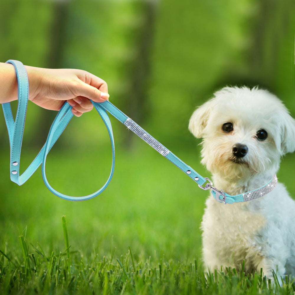 Collier de chien chaud