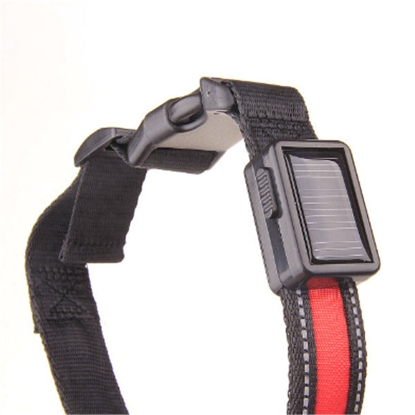 Collier pour chien fluorescent