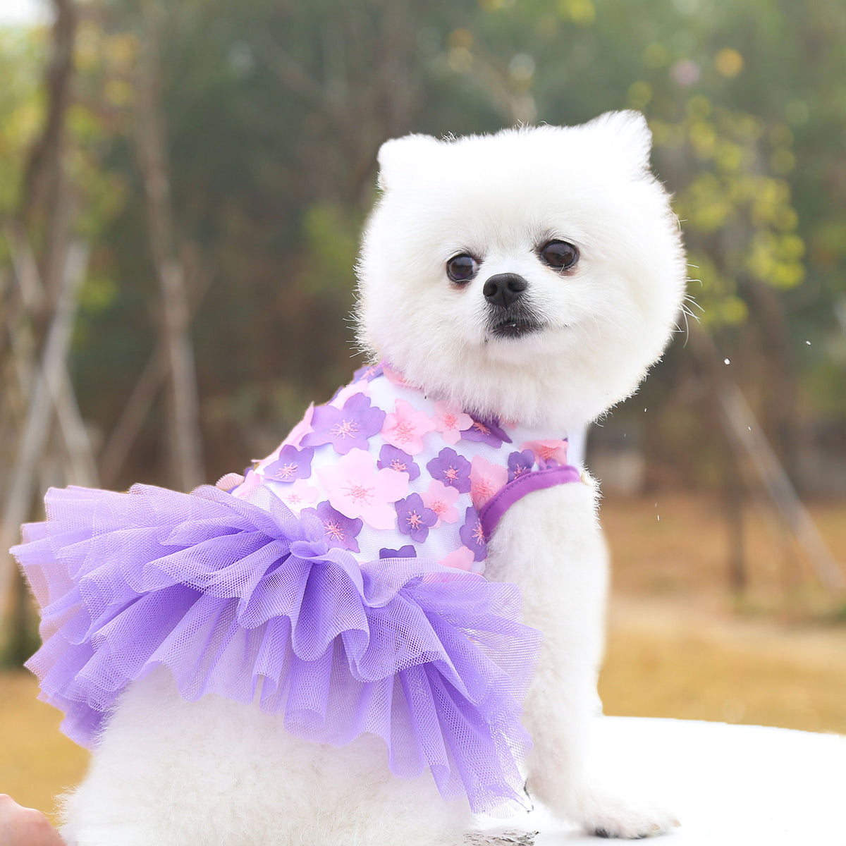 Jupe pour chien, fournitures pour animaux, jupe fleur de pêcher en coton