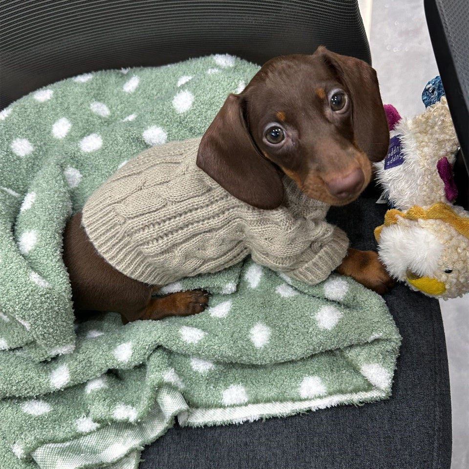 Winter Wear Warm Pet Autumnwinter Clothes