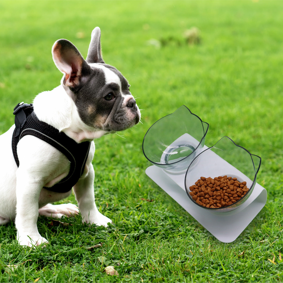 Bol d'alimentation pour chaton avec support cervical