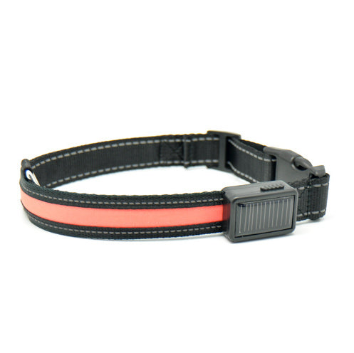 Collier pour chien fluorescent