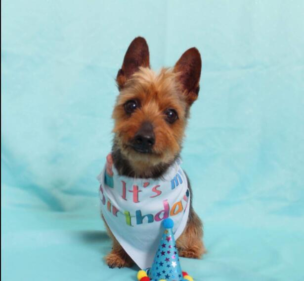 Chapeau d'anniversaire pour chien chapeau pour animal de compagnie