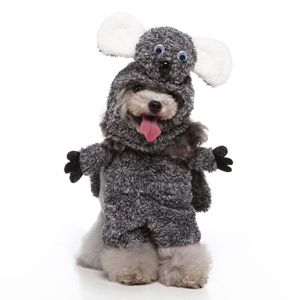 Vêtements pour animaux de compagnie et produits associés (Europe et Amérique)