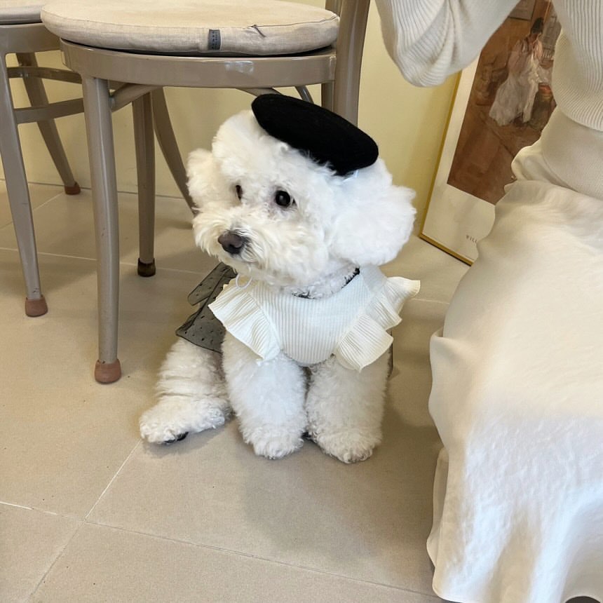 Robe de princesse pour chien, vêtement d'été léger pour petit chien, gilet