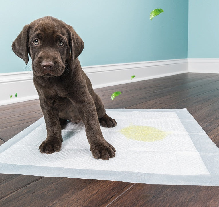 Couches jetables pour animaux de compagnie, épaisses et absorbantes, anti-fuites