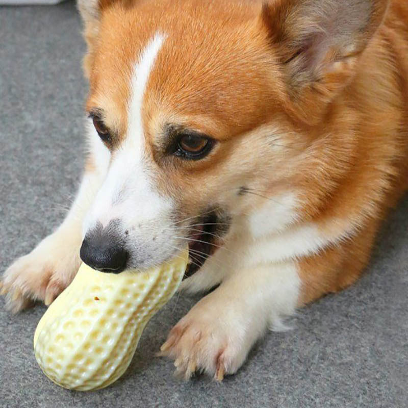 Jouet couineur amusant pour chiens de petite et moyenne taille, jouet à mâcher en caoutchouc résistant aux morsures pour chiots et chats, nettoie les dents